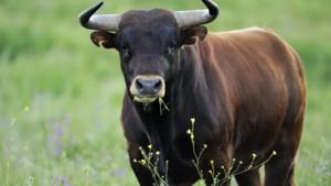 Relacionada toro-bravo-las-ventas-tour-2.jpg