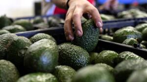 Relacionada aguacate.jpg