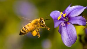 Relacionada problemas-para-las-abejas.jpg