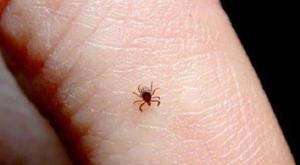 Relacionada rickettsiosis.jpg