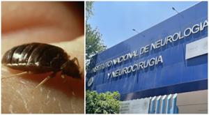 Relacionada chinches.jpg