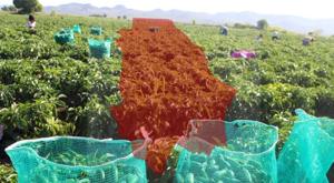 Relacionada chihuahua.jpg