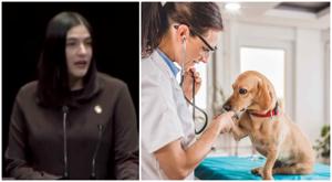 Relacionada perrhijos.jpg