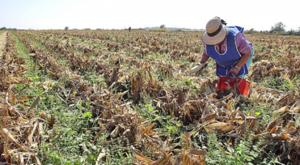 Relacionada campo-mexico.jpg