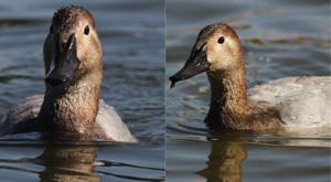 Relacionada descarga-37.jpg