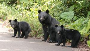 Relacionada 2474786.jpg