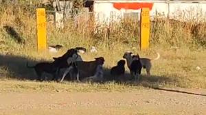 Relacionada jauria-perros.jpg