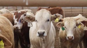 Relacionada ganado.jpg