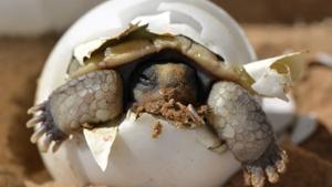 Relacionada tortuga-saliendo-del-huevo.jpg