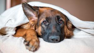 Relacionada cuidados-perro-frio-invierno.jpg