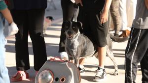 Relacionada 690fab8d05bf7__690fab8d05bf8.jpg