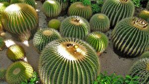 Relacionada img_5253.jpg