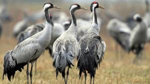 Relacionada principal_fhjxbuxxmaqcst2.jpg