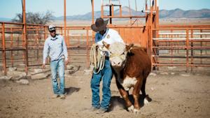 Relacionada c3e5592c-8a1d-4380-beaf-427c66d5e2a5.jpg