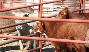 Relacionada whatsapp-image-2025-11-11-at-122823-pm.jpg