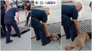 Relacionada dspm.jpg