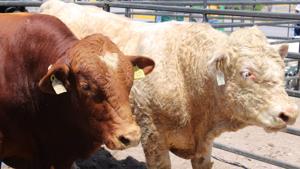 Relacionada ganado.jpg