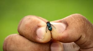 Relacionada mosca.jpg