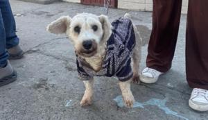 Relacionada mascota581111106_122169328016591972_7061694037987736472_n.jpg