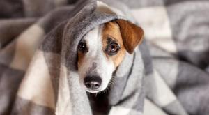 Relacionada principal_principal_perro_frio_manta-1110x600.jpg