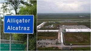 Relacionada alligator.jpg