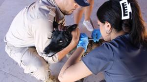 Relacionada img-20251118-wa00552.jpg