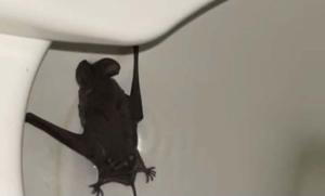 Relacionada whatsapp-image-2025-11-18-at-124442-pm.jpg