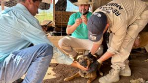 Relacionada perro.jpg