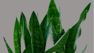 Relacionada screenshot-2025-11-20-203112-1.jpg