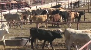 Relacionada becerros.jpg