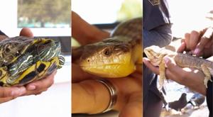 Relacionada descarga-7.jpg