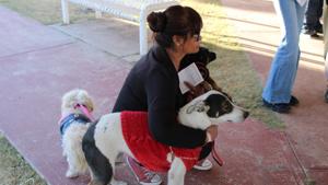 Relacionada perritos.jpg