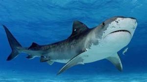 Relacionada tiburon-ccbee24c-focus-0-0-533-261.jpg