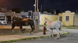 Relacionada principal_whatsapp-image-2024-09-18-at-123015-pm.jpg