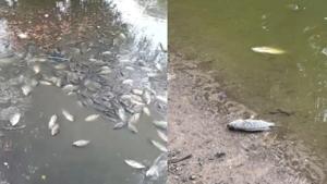Relacionada imagenes-peces-muertos-circulan-redes.jpg
