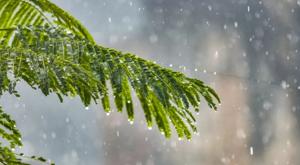 Relacionada lluvia.jpg