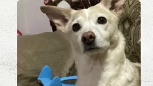 Relacionada whatsapp-image-2025-12-02-at-102146-am.jpg