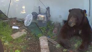 Relacionada g7iz1zjwiaanpwy.jpg