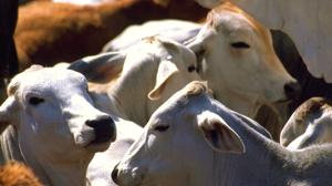 Relacionada ganado.jpg