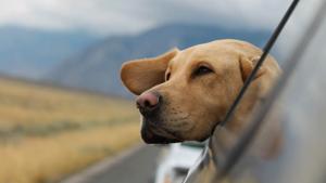 Relacionada perro-viaje.jpg