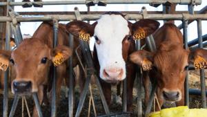 Relacionada 68706b53e2937.jpg