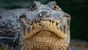 Relacionada 6576cfb0b69f6.jpg