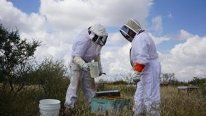 Relacionada azucar.jpg