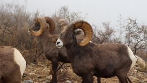 Relacionada 801d9e65-d875-47a5-9734-146a79f89846.jpg