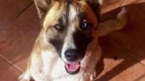 Relacionada perrita-desaparecida.jpg