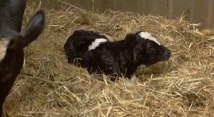 Relacionada becerro.jpg