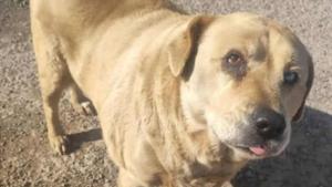 Relacionada gorda.jpg