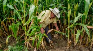 Relacionada siembra.jpg