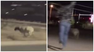 Relacionada d2ece4c0-c47a-4595-9457-601e87cf646f.jpg