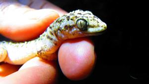 Relacionada g778dhexoaixuqs.jpg